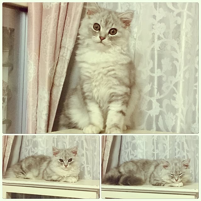 mikittyさんの実例写真