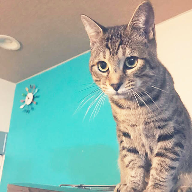 tyuさんの実例写真