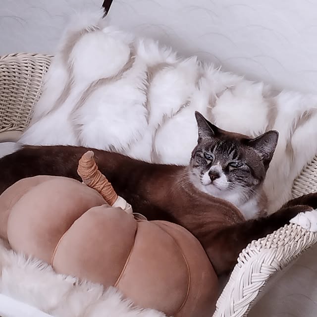 Bohomeさんの実例写真