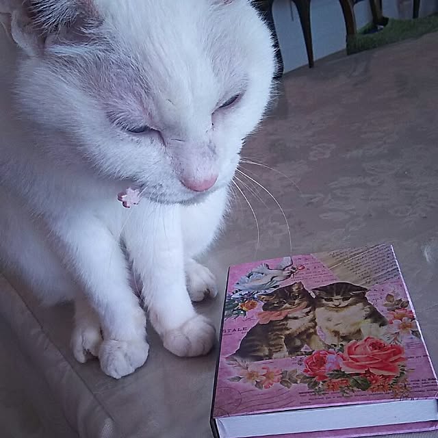 sakuraさんの実例写真