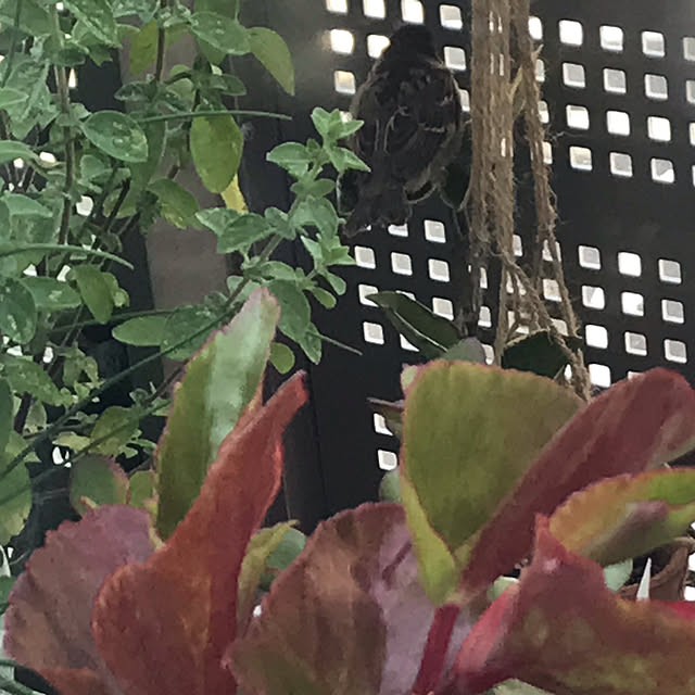 pdさんの実例写真