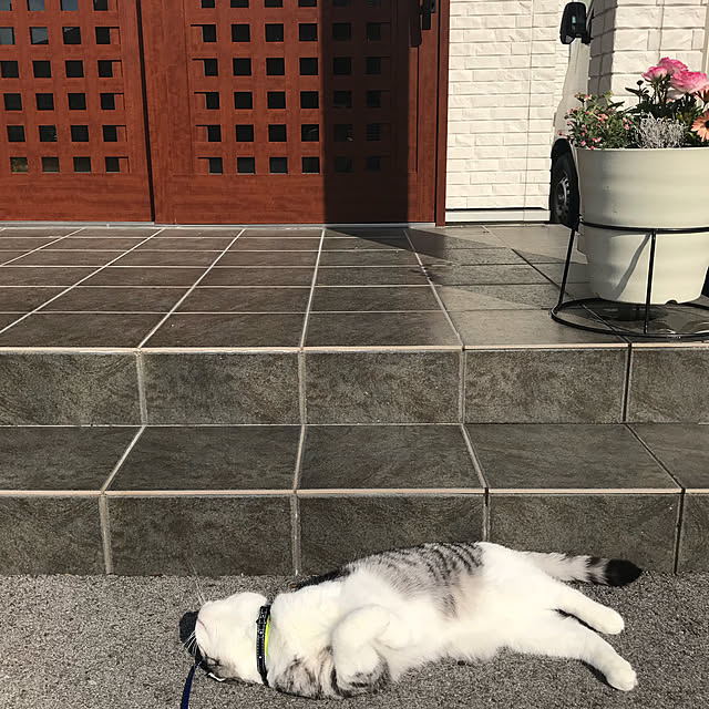 Dahliaさんの実例写真