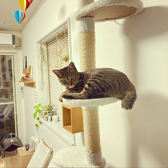 masamasaさんの実例写真