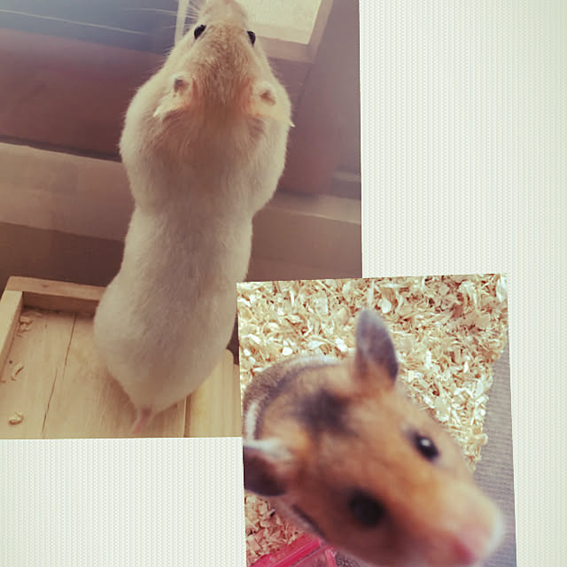 hanaさんの実例写真