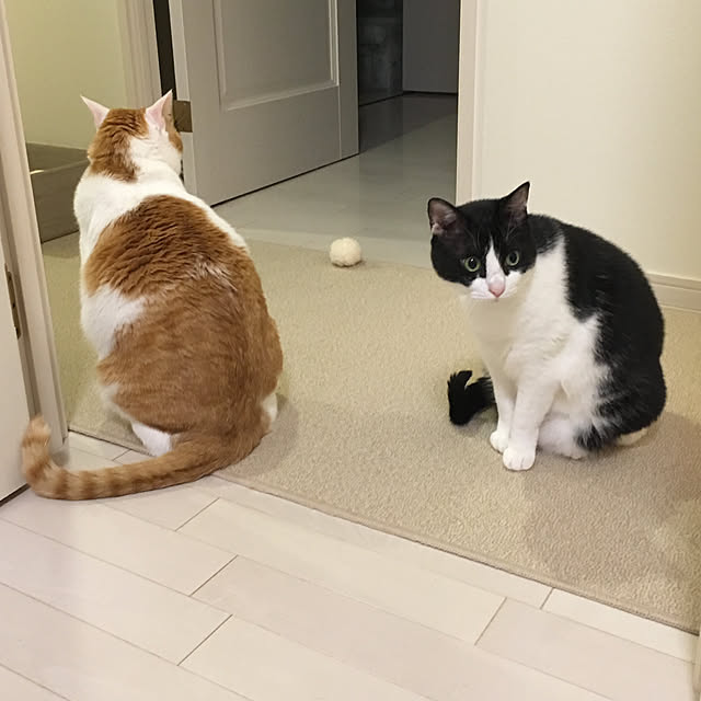 bikkeさんの実例写真