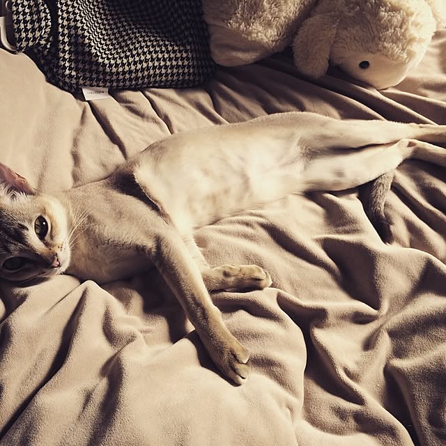 jaajjiさんの実例写真