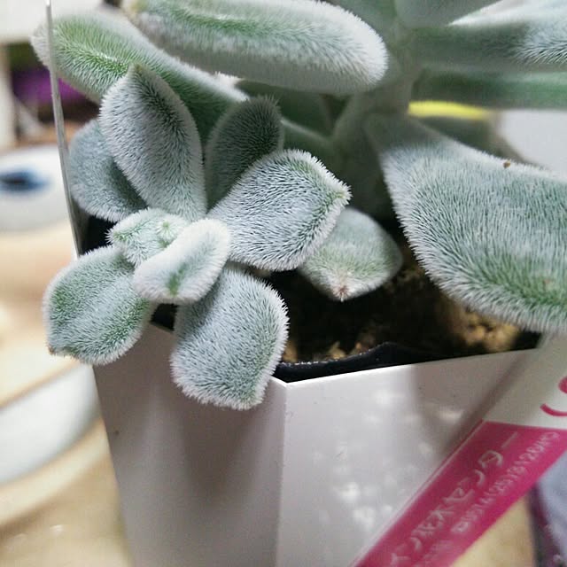 aiさんの実例写真