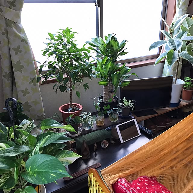 tornadeさんの実例写真