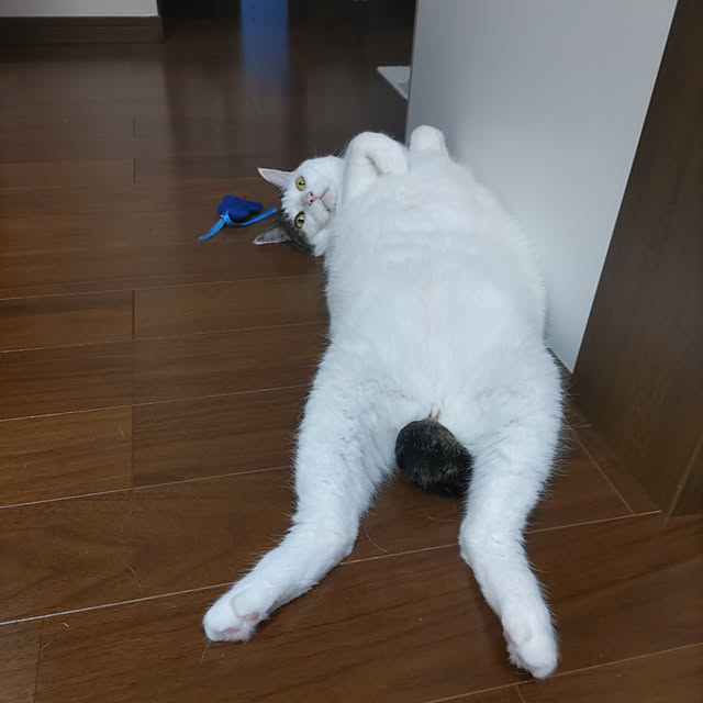 yuuさんの実例写真