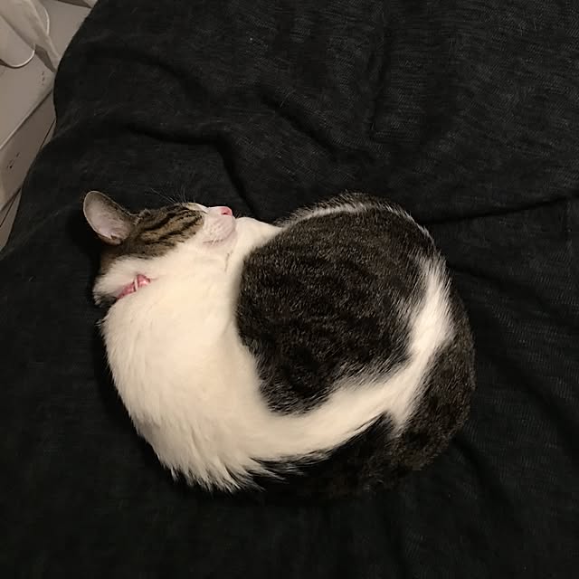 Shihoさんの実例写真