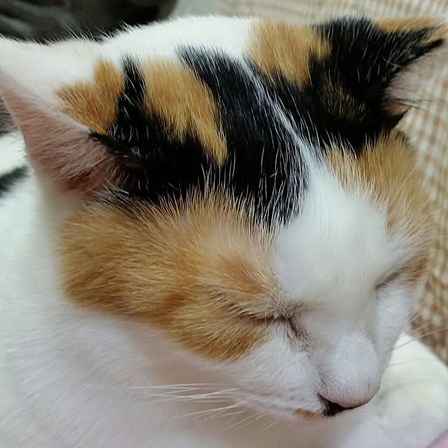 chatnoirさんの実例写真