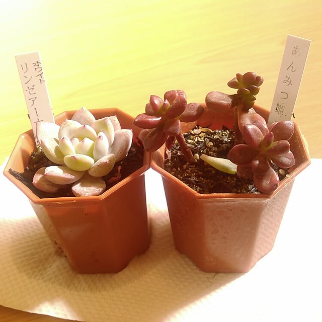 akr29さんの実例写真