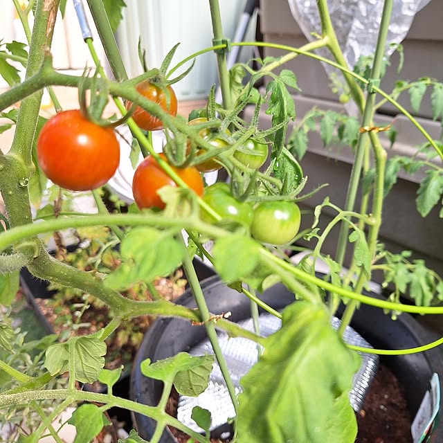 Blancheさんの部屋