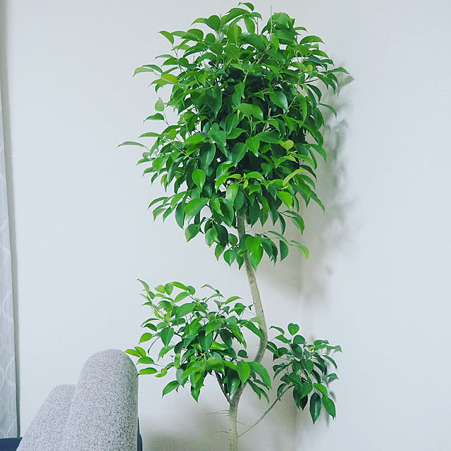 Komomoさんの実例写真
