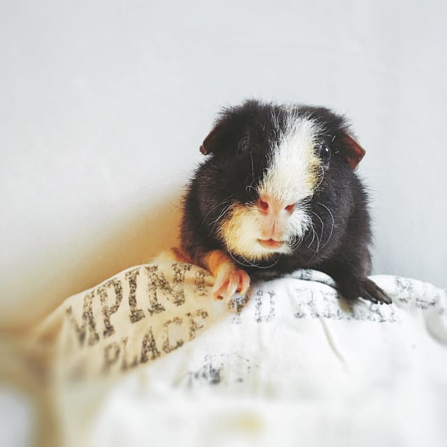 molmiyaさんの実例写真