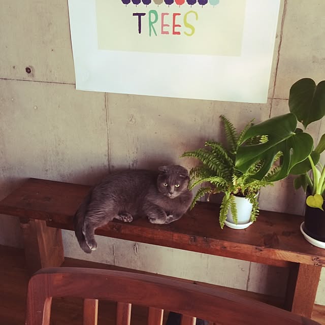 torinokoさんの実例写真