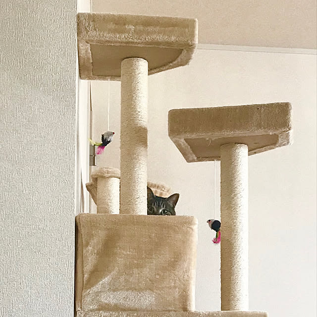 Shinさんの実例写真