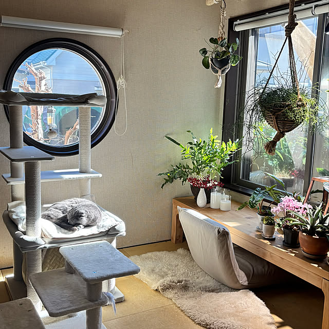 greycatsさんの実例写真