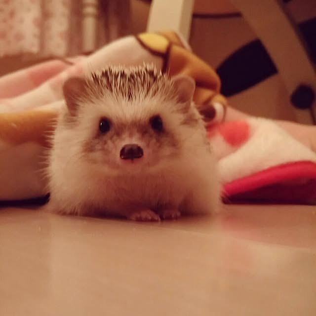 kuruさんの実例写真