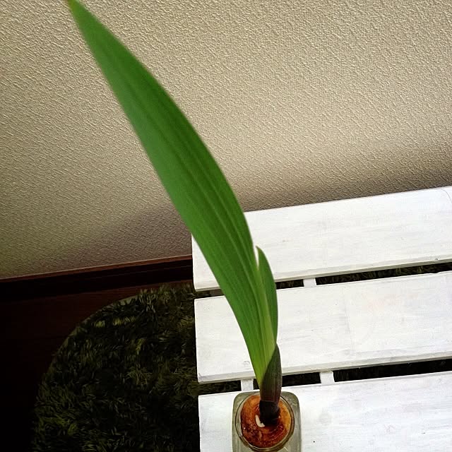 L.さんの実例写真