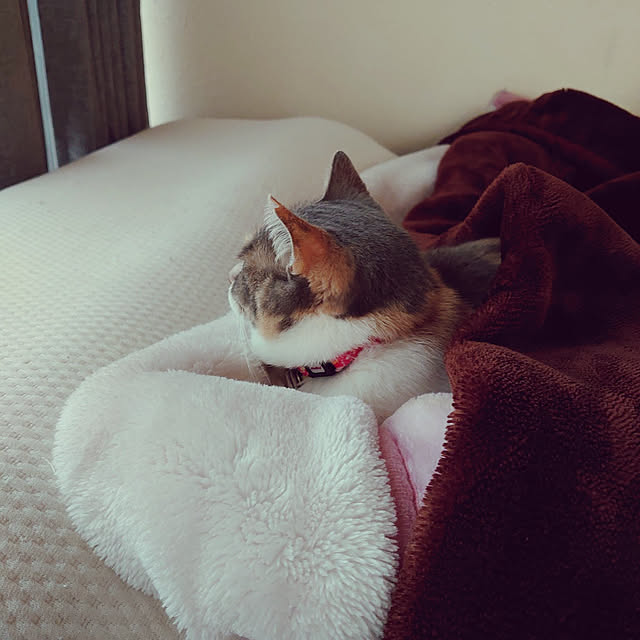 fukuさんの実例写真