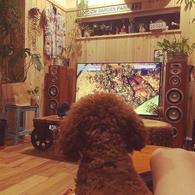 boccizmさんの実例写真