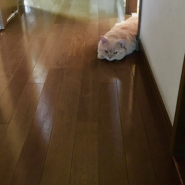 naokoさんの実例写真