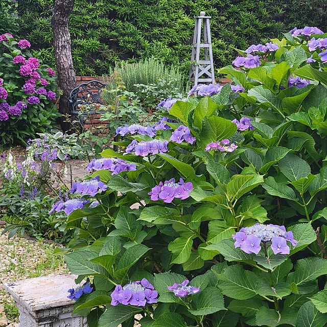 clematis_mischaさんの実例写真