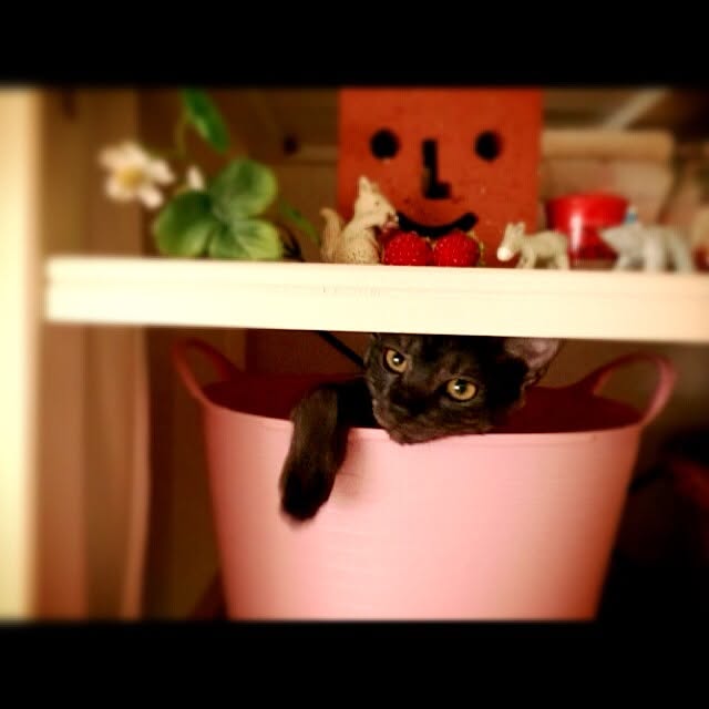 akiminさんの実例写真