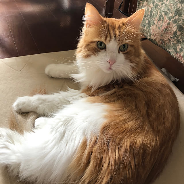 uchidaizuさんの実例写真