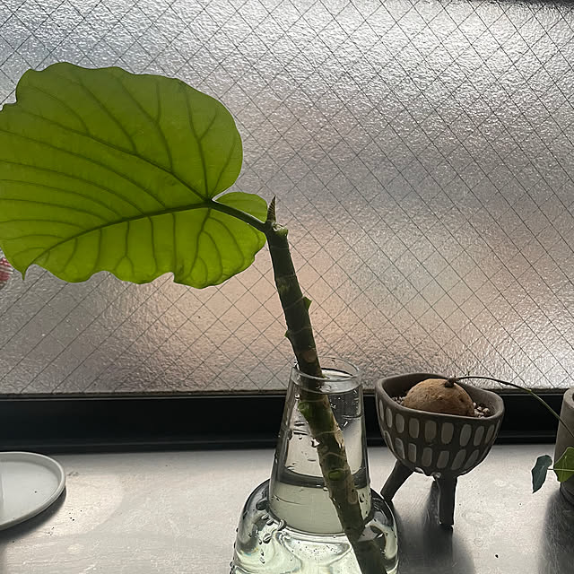 cocoさんの部屋