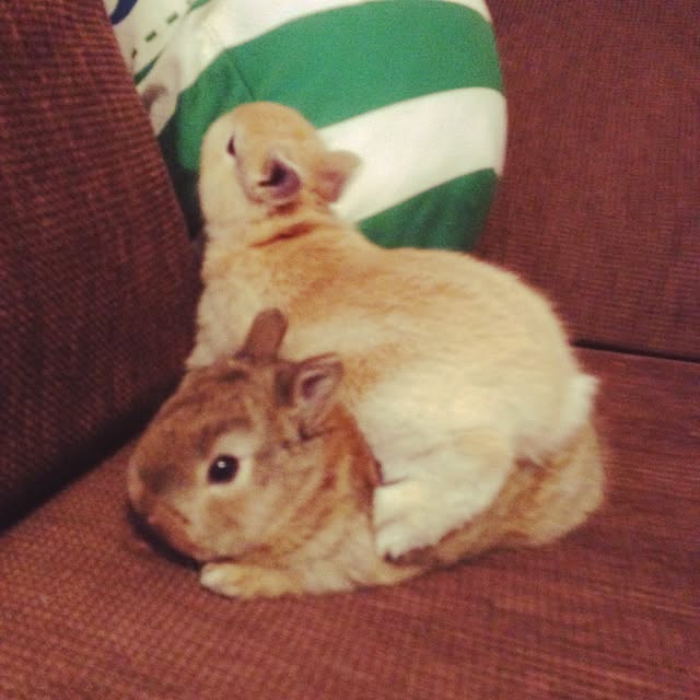 usa_cheeseさんの実例写真