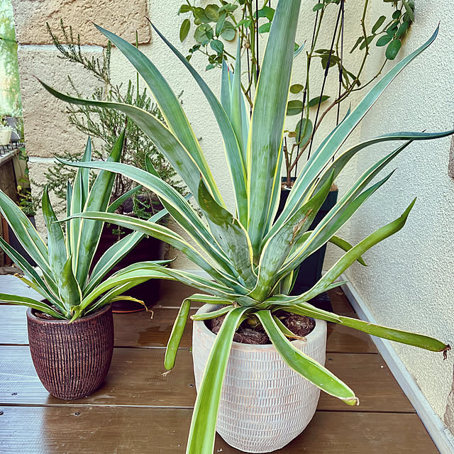 seiseiさんの部屋