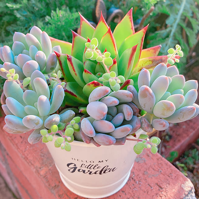 Hanakaさんの部屋