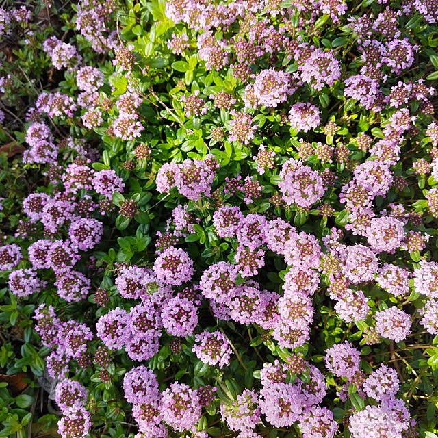 salacocoさんの部屋