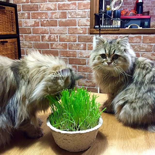 butachanさんの実例写真