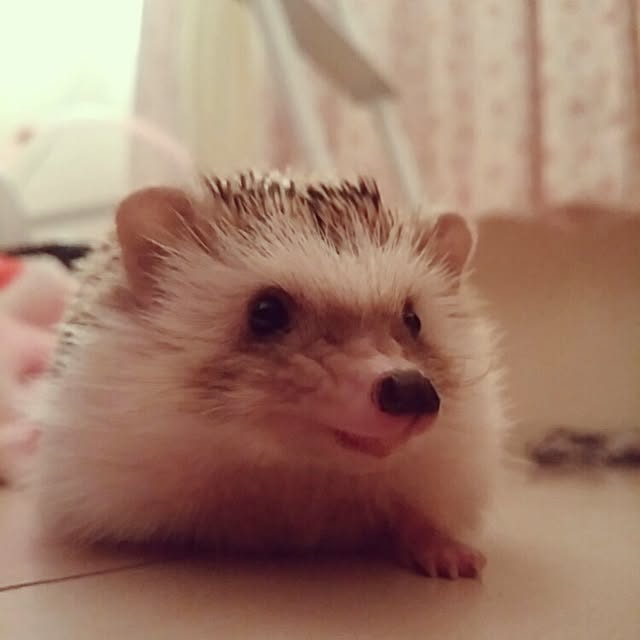 kuruさんの実例写真