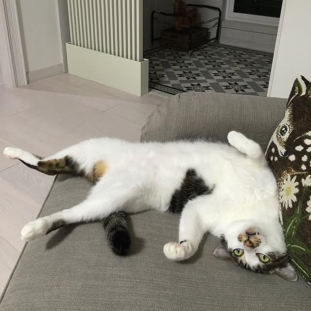 yuchiさんの実例写真