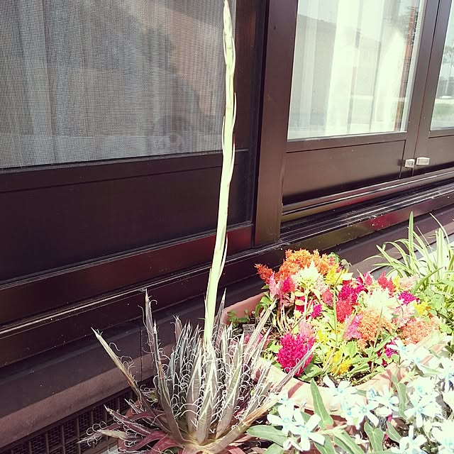 Sumikoさんの実例写真