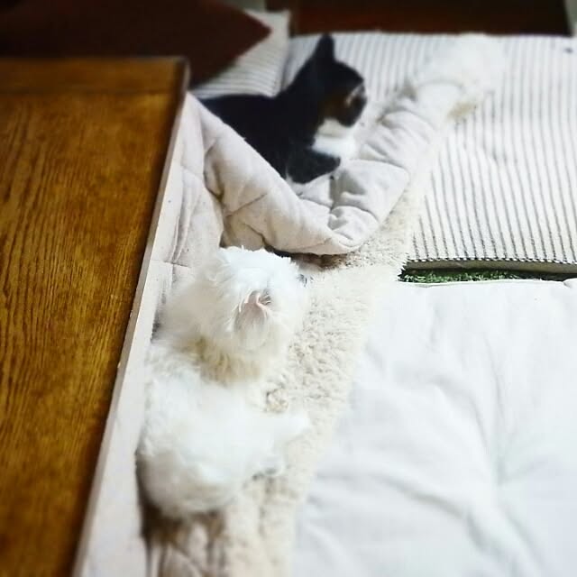 yukiさんの実例写真