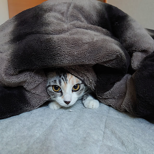 shinobuさんの実例写真