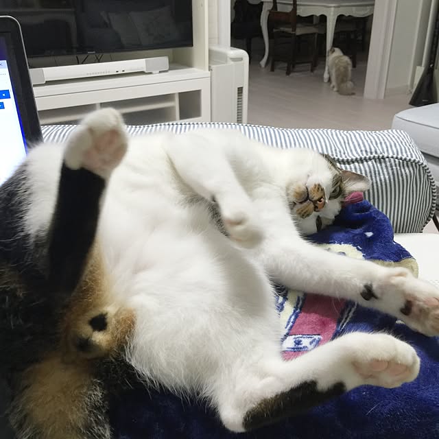 yuchiさんの実例写真