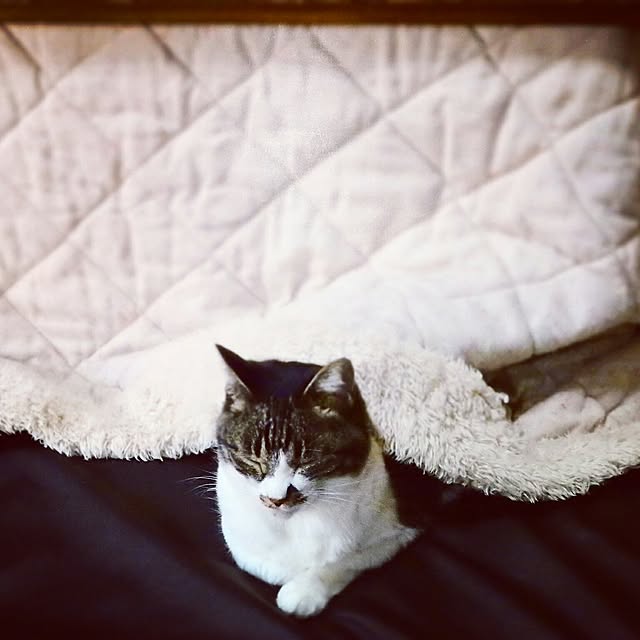yukiさんの実例写真