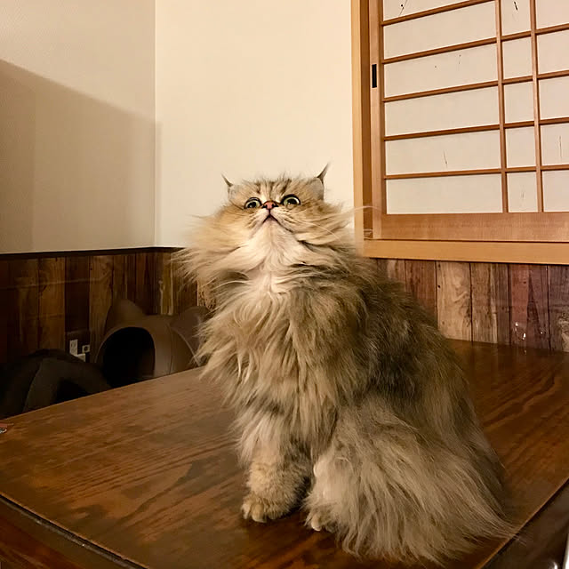 butachanさんの実例写真