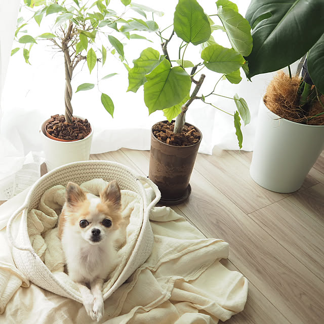 kokohanoさんの実例写真