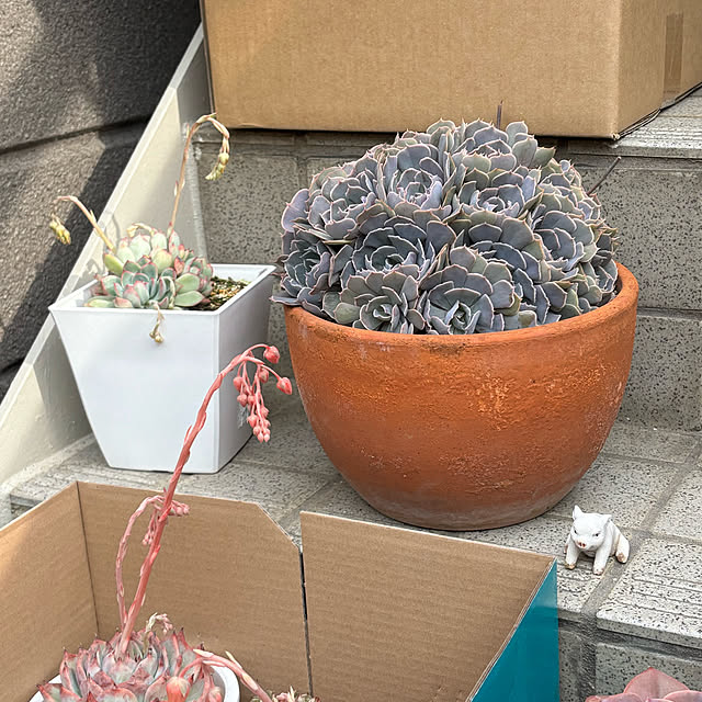 実例写真