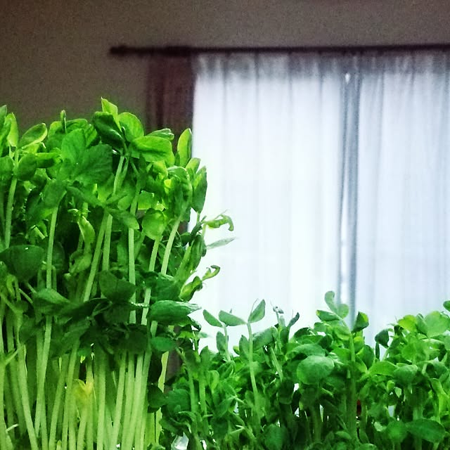 chamuさんの実例写真