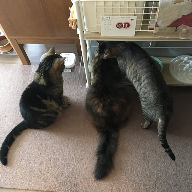 mikomaruさんの実例写真