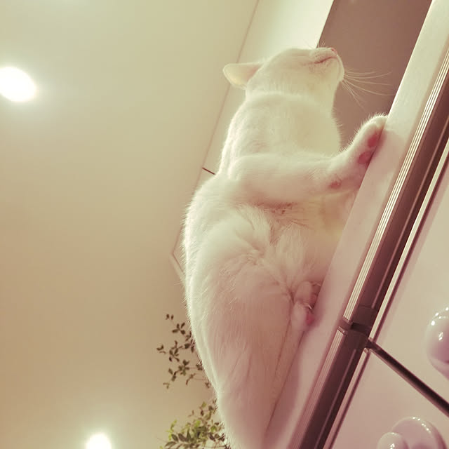 keikomokonさんの実例写真