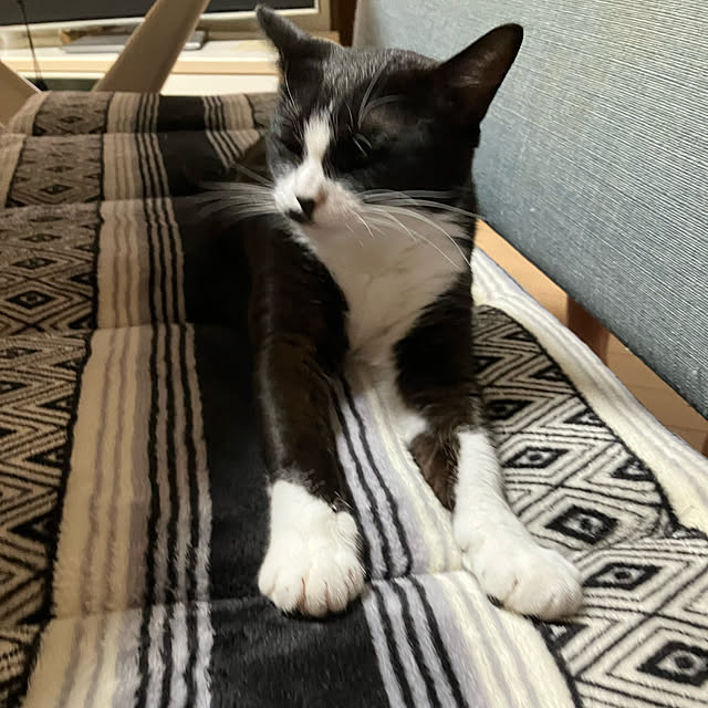 nekoさんの実例写真